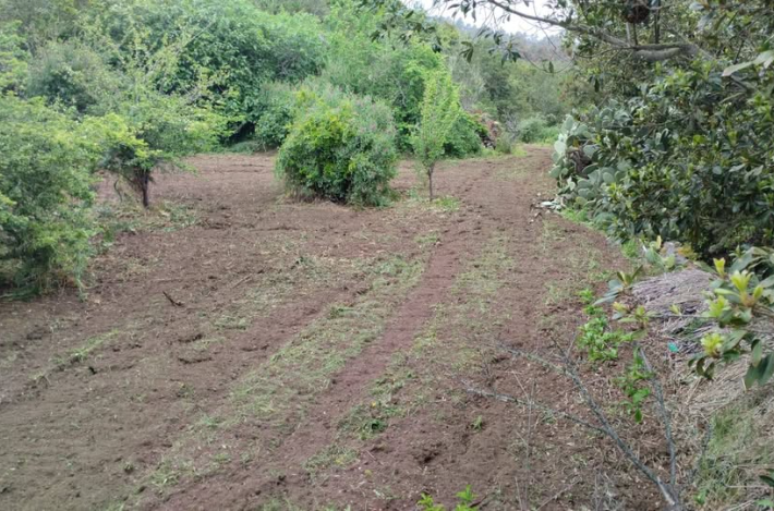 Terreno agrícola en Garachico