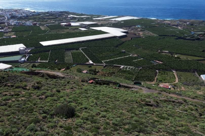 Finca platanera con edificación permitida en Buenavista